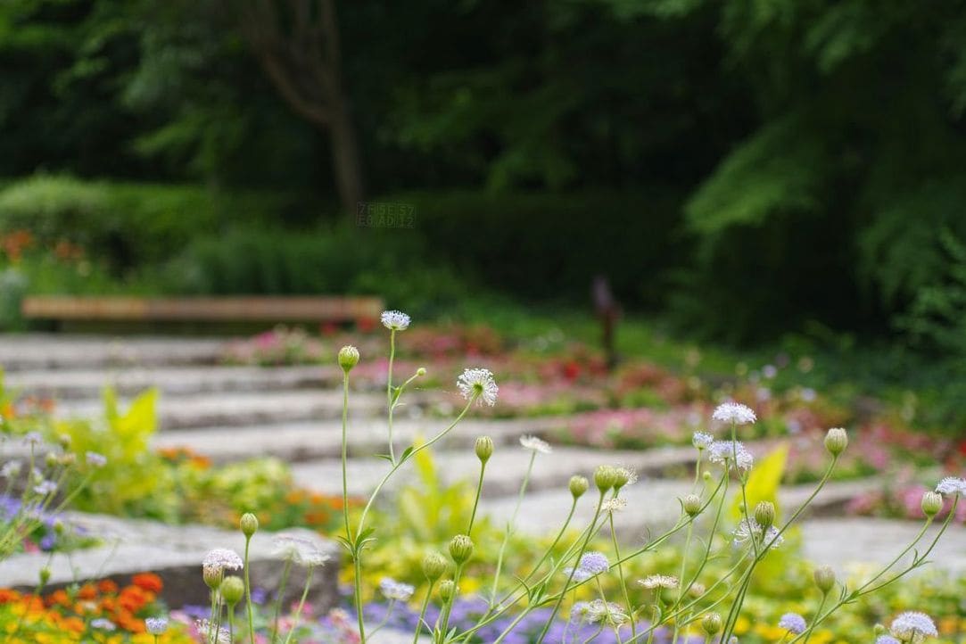 芝生管理・メンテナンス